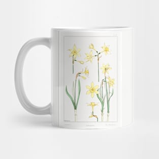 Jonquil (1896) Mug